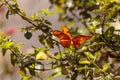 Julia Longwing butterfly, Ã¢â¬Å½Dryas iulia Royalty Free Stock Photo